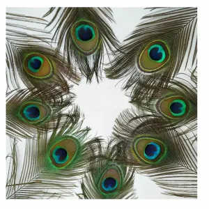 10Pcs Natural Peacock Feathers 25-30CM/10-12inch Feathers for Crafts and Decoration