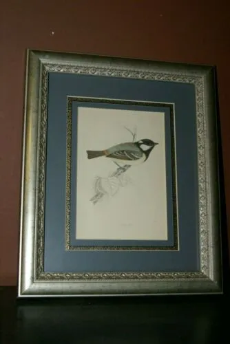 19th C. ANTIQUE AUTHENTIC ORIGINAL HAND-TINTED COLORED LITHOGRAPH over 130 YRS OLD RED-THROATED DIVER FROM LLYOD'S NATURAL HISTORY BOOK  TRIPLE MATTED FRAMED PROFESSIONALLY in hand painted mats & frame
