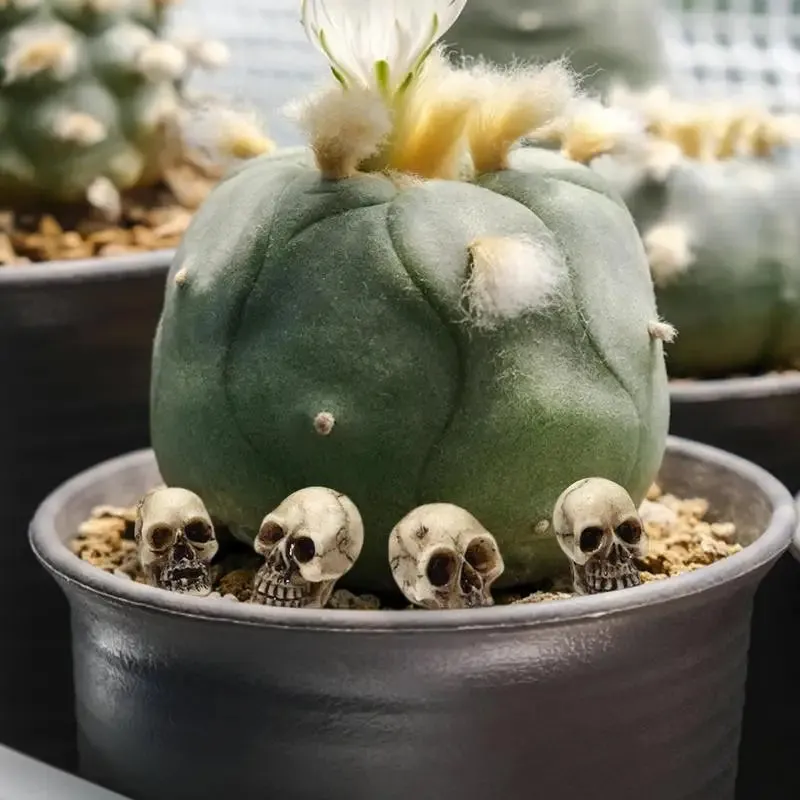 20pcs Mini Skulls Decor Skeleton Heads DIY Halloween Crafts Decoration