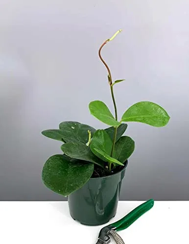 Aiden Gardens Rare Hoya Australis Wax Plant porcelain flower 1 Small healthy Live Plant On pot