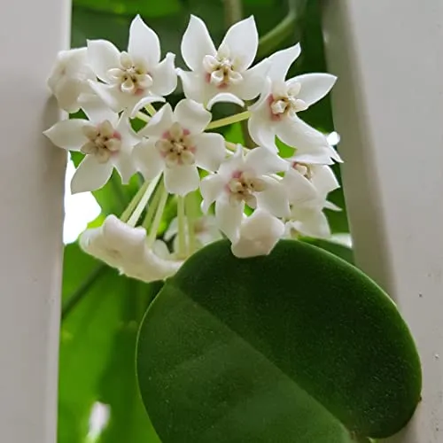 Aiden Gardens Rare Hoya Australis Wax Plant porcelain flower 1 Small healthy Live Plant On pot