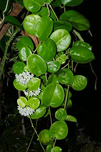 Aiden Gardens Rare Hoya Australis Wax Plant porcelain flower 1 Small healthy Live Plant On pot