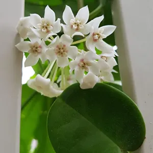 Aiden Gardens Rare Hoya Australis Wax Plant porcelain flower 1 Small healthy Live Plant On pot