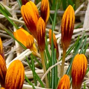 Crocus olivieri 'Orange Monarch'