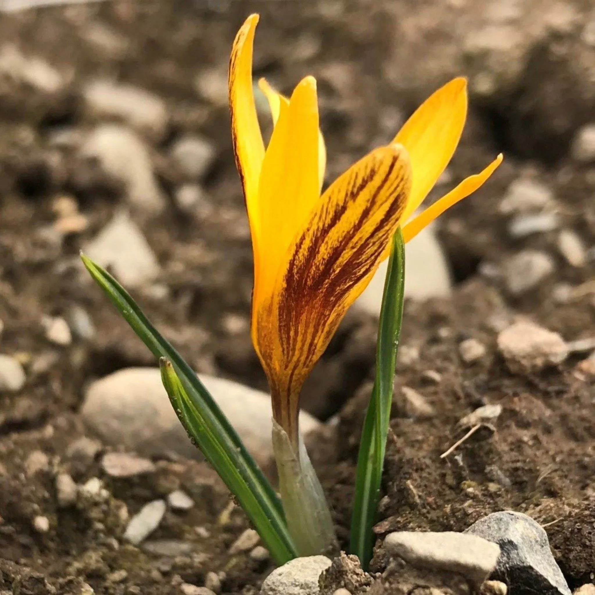 Crocus olivieri 'Orange Monarch'