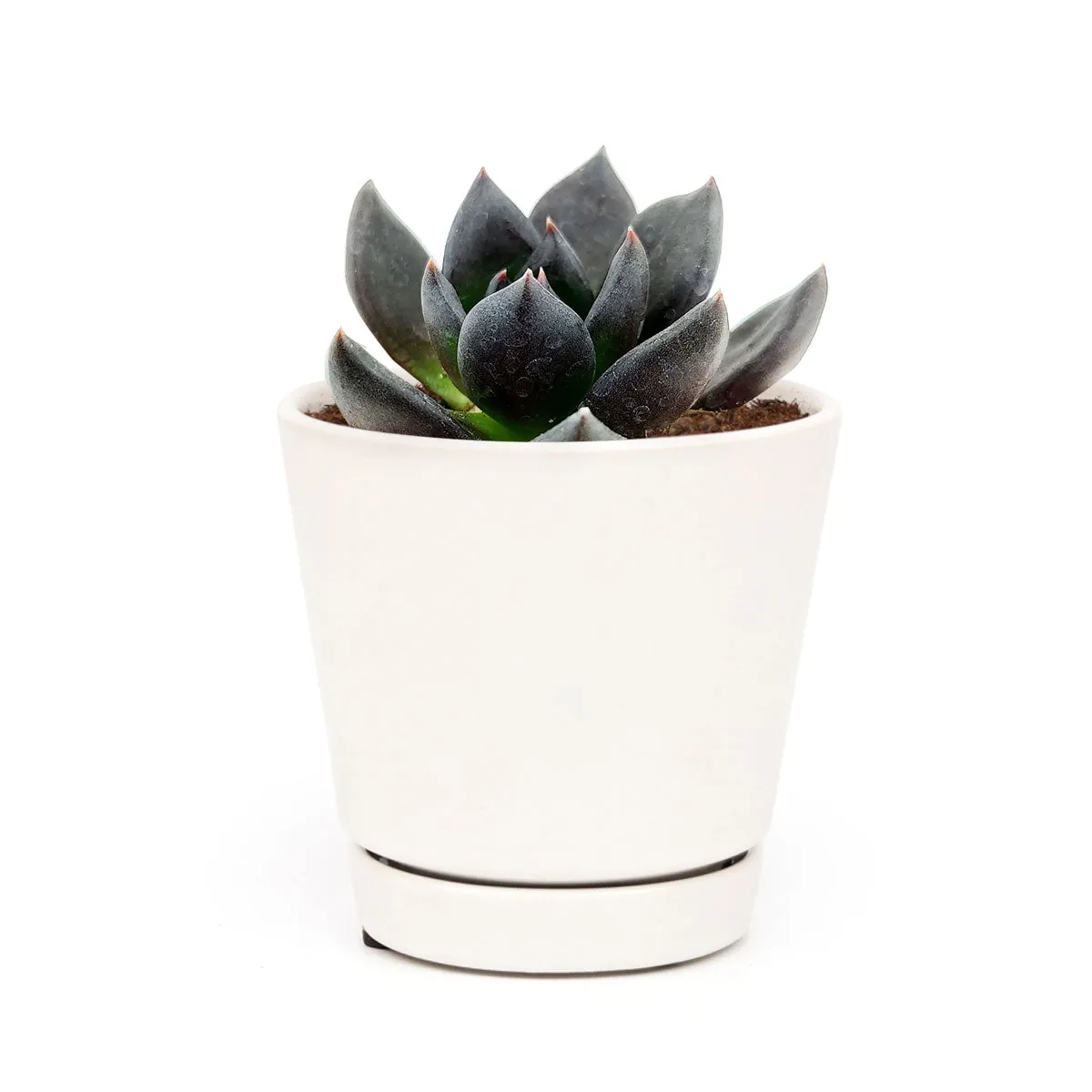 Echeveria Black Prince