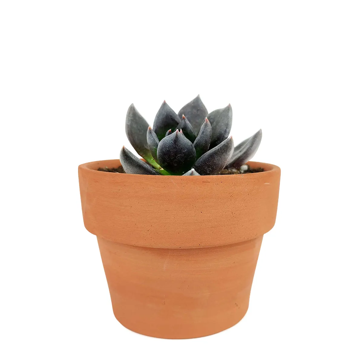 Echeveria Black Prince