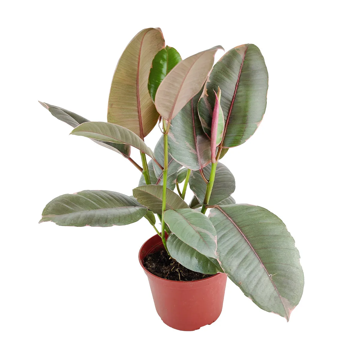 Ficus Elastica Ruby Pink