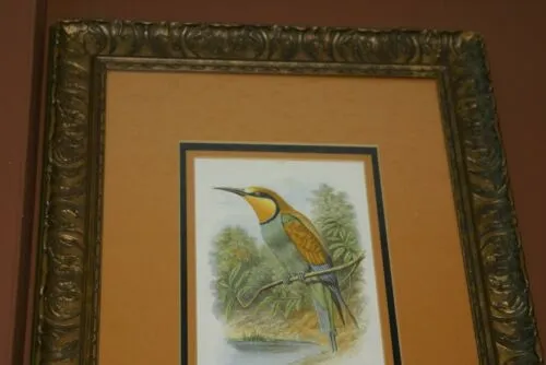 FROM CASSELL BOOK OF BIRDS FROM 1869 ANTIQUE ORIGINAL H.C  LITHOGRAPH "EUROPEAN BEE EATER OR MEROPS APLASTER” 19TH CENTURY PRINT PROFESSIONALLY TRIPLE-MATTED AND FRAMED PURPOSELY IN ANTIQUE FRAME COLLECTOR DECOR