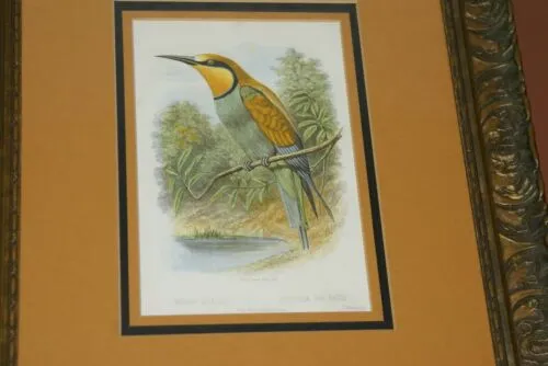 FROM CASSELL BOOK OF BIRDS FROM 1869 ANTIQUE ORIGINAL H.C  LITHOGRAPH "EUROPEAN BEE EATER OR MEROPS APLASTER” 19TH CENTURY PRINT PROFESSIONALLY TRIPLE-MATTED AND FRAMED PURPOSELY IN ANTIQUE FRAME COLLECTOR DECOR