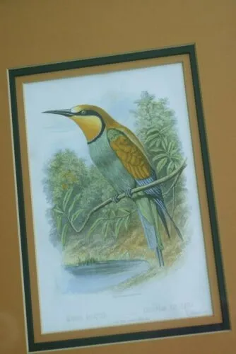 FROM CASSELL BOOK OF BIRDS FROM 1869 ANTIQUE ORIGINAL H.C  LITHOGRAPH "EUROPEAN BEE EATER OR MEROPS APLASTER” 19TH CENTURY PRINT PROFESSIONALLY TRIPLE-MATTED AND FRAMED PURPOSELY IN ANTIQUE FRAME COLLECTOR DECOR