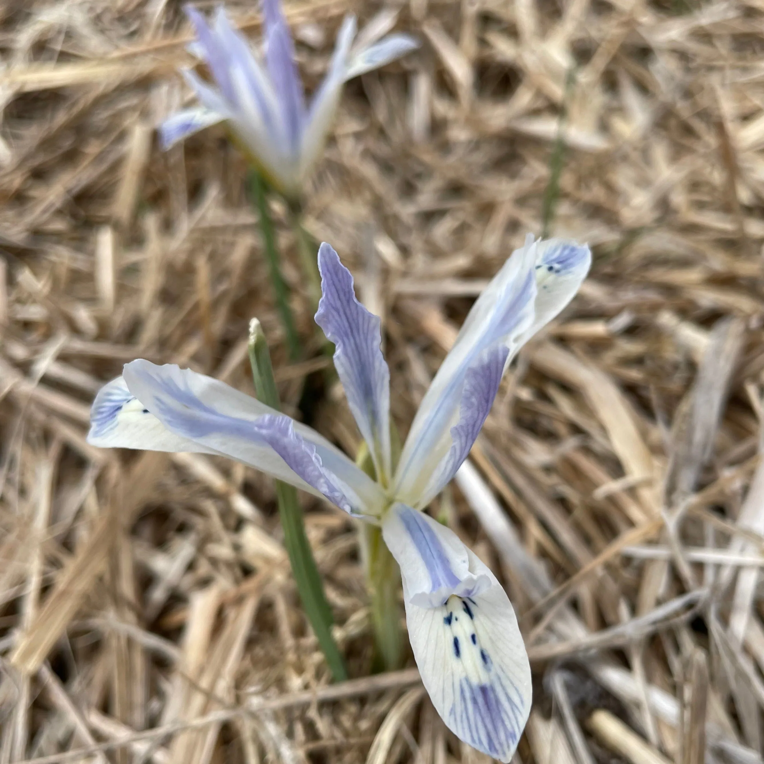 Rock Iris reticulata 'Painted Lady'