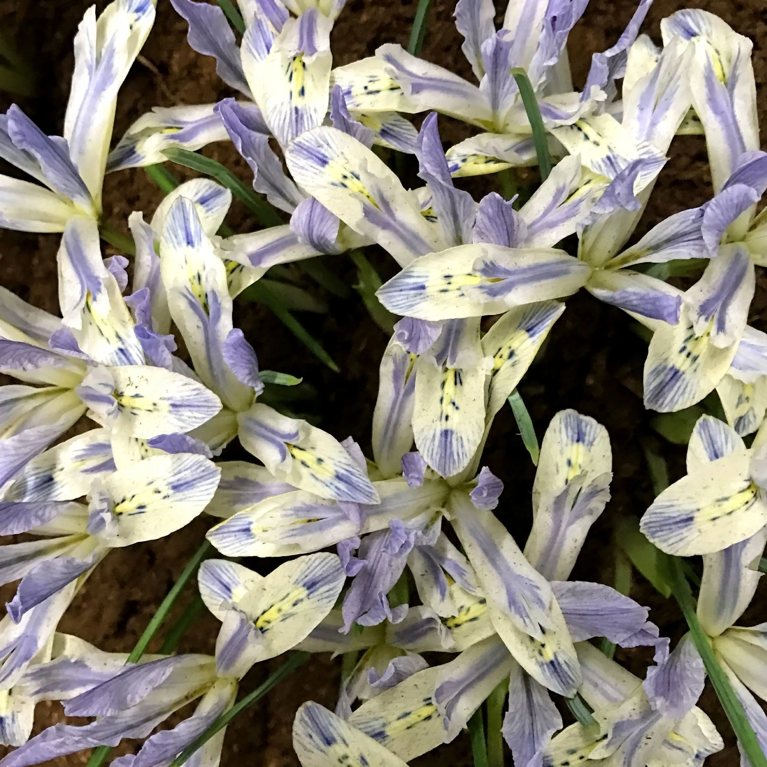 Rock Iris reticulata 'Painted Lady'