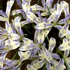 Rock Iris reticulata 'Painted Lady'