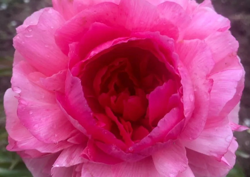 Rose Heart