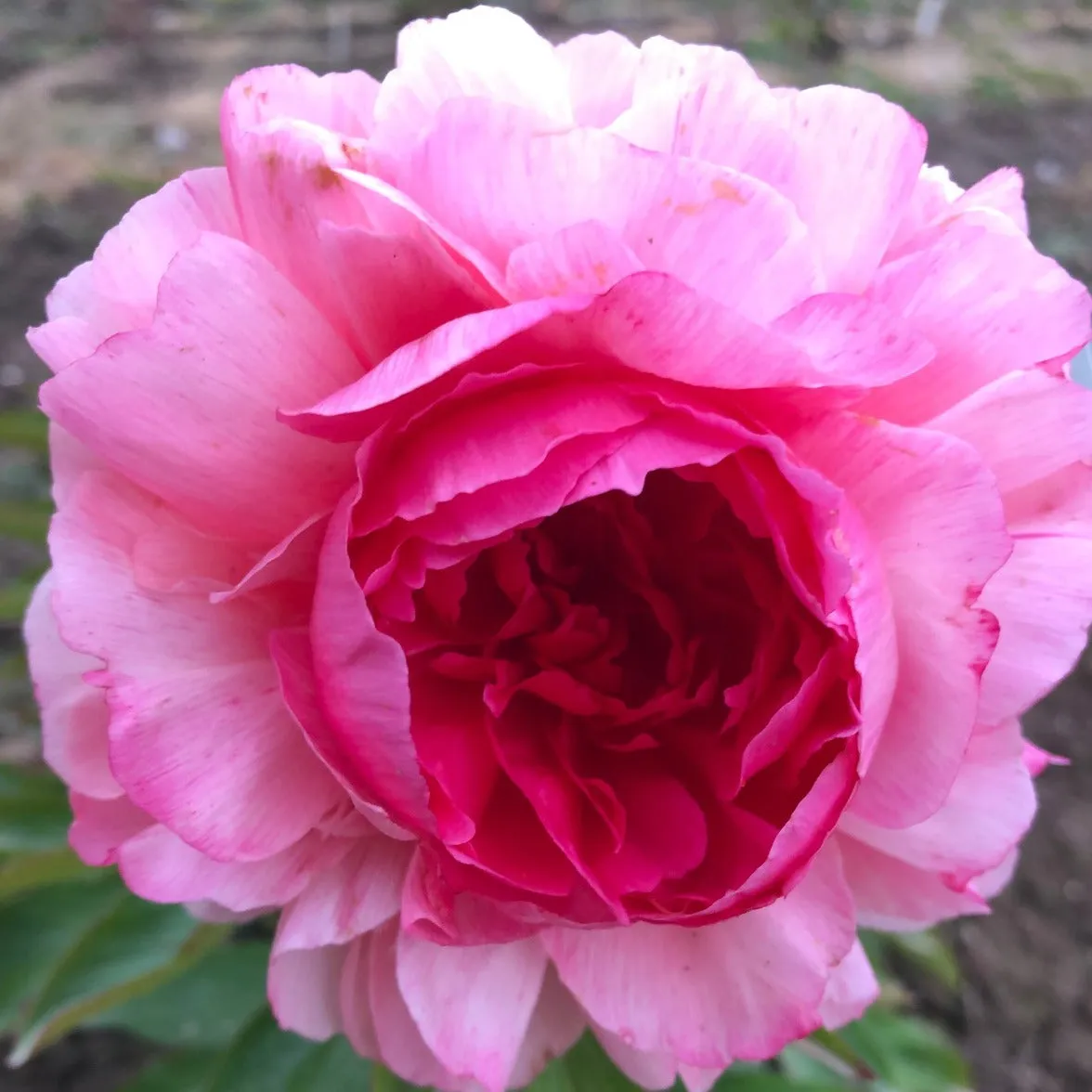 Rose Heart